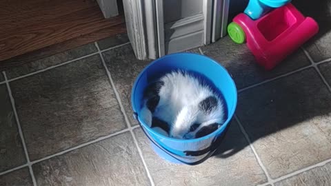 Lucas In A Bucket