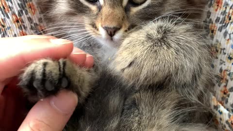 A Person Massaging the Paws of a Kitten