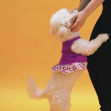 A Cute Puppy Jumping