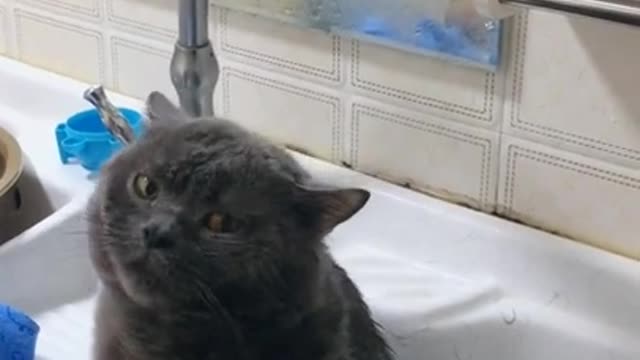 Cute kittens Baby Cats Cute and Funny Cat Videos Compilation