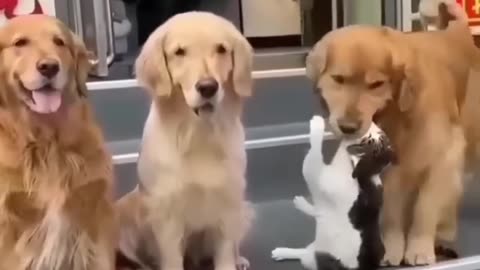 Cat and Dogs Getting Along ! SURPRISING AND FUNNY !! :) :) :)