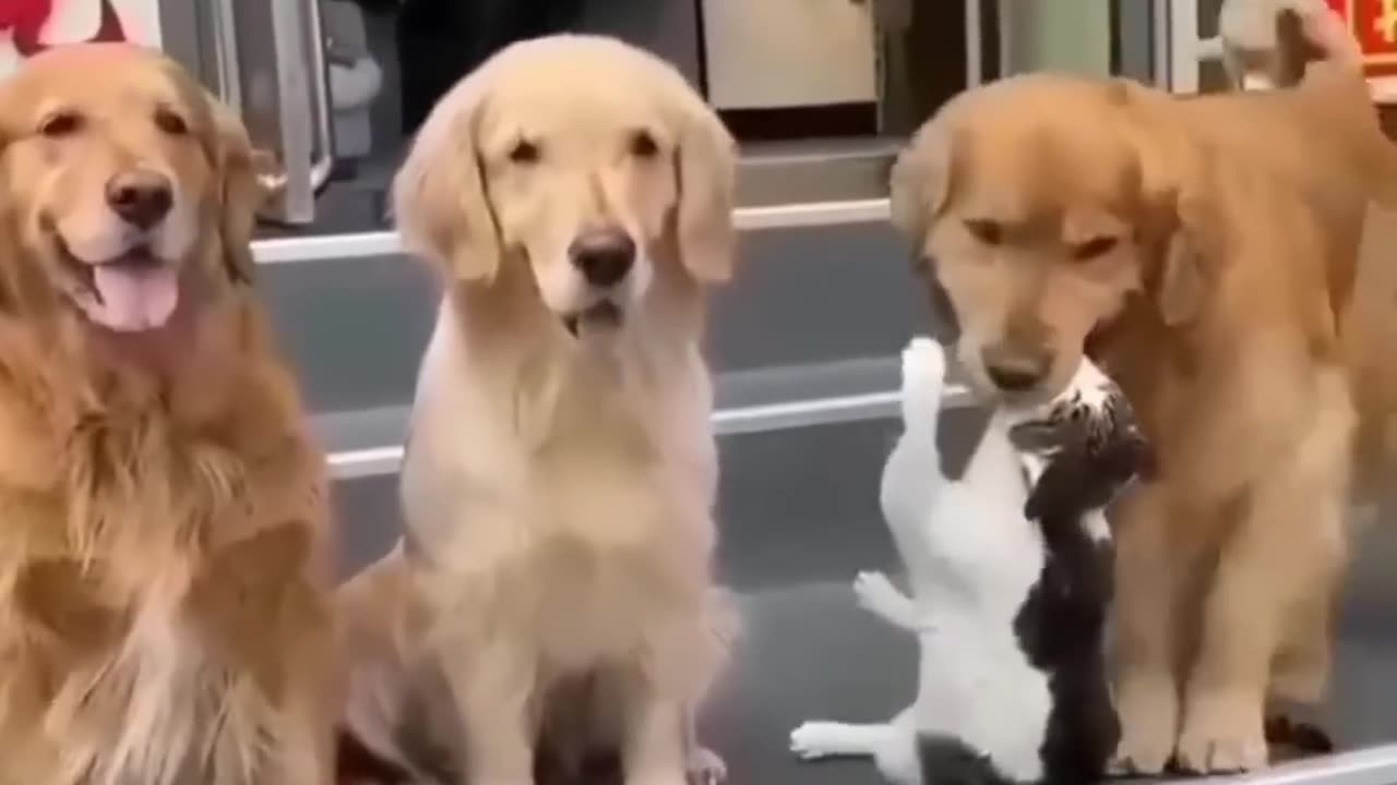 Cat and Dogs Getting Along ! SURPRISING AND FUNNY !! :) :) :)