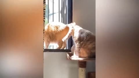 Funny cat video