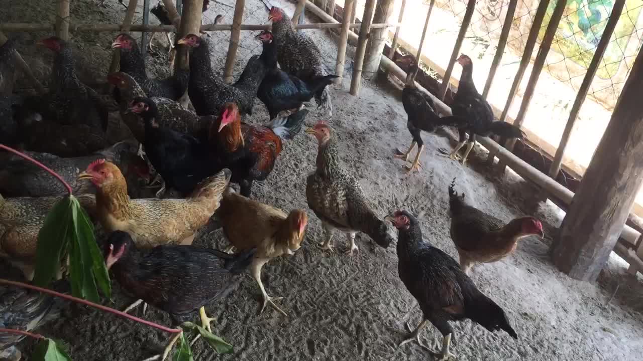 Beautiful chickens in my farm