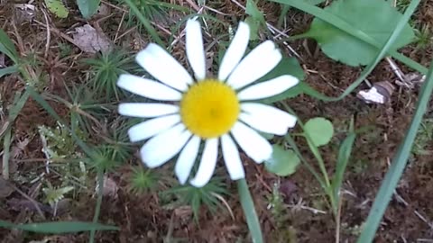 Daisy