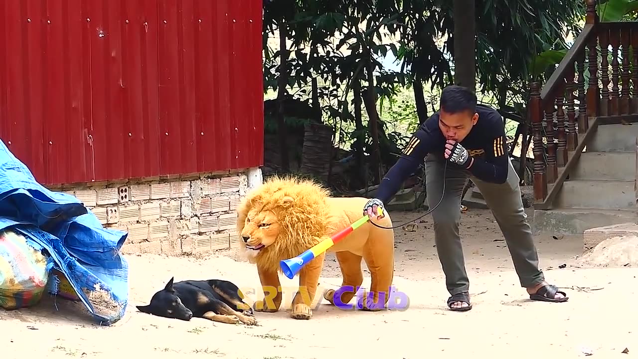 Fake Tiger Vs Dog Prank: The Ultimate Test of Laughter!