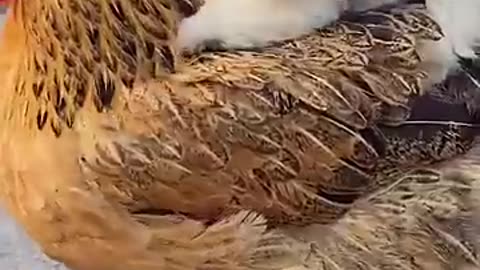 Chickens and dogs are friends