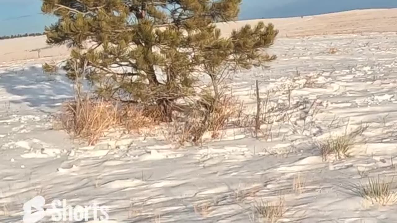 Pheasant Hunting in Colorado at Rocky Mountain Roosters 27D23