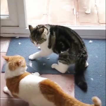 The Shocking Truth About Cat Fights
