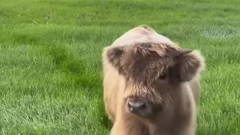 Cutest animal cow ever