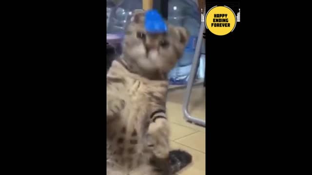 🦁 Funniest Animals 🐼 - Try Not To Laugh 🤣 - Funny Domestic And Wild Animals' Life