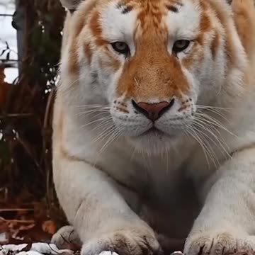 Tigger is a Golden Tabby Tiger 👑