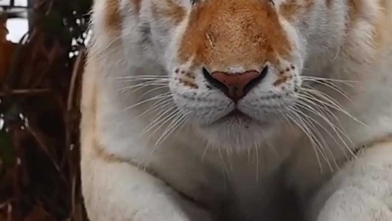 Tigger is a Golden Tabby Tiger 👑