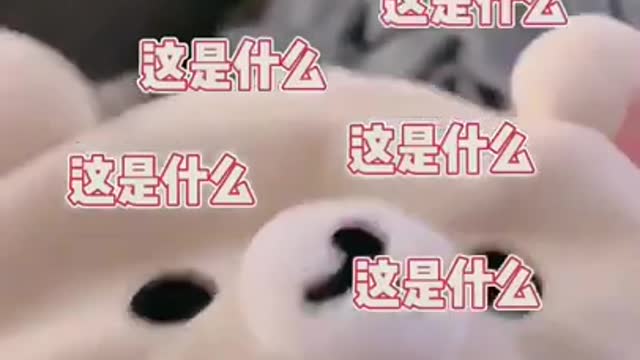 Funny and Cute Cat