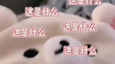 Funny and Cute Cat