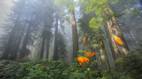 Beautiful Relaxing Music