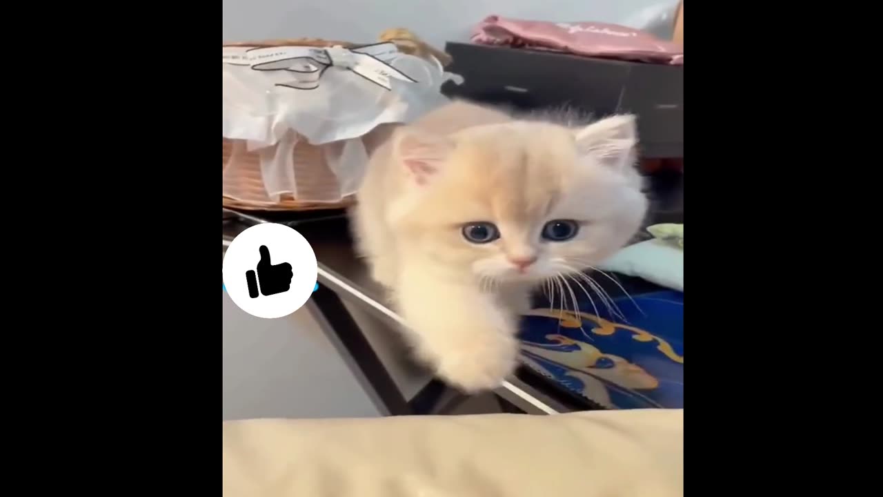Funny cats videos ever 2023 #cute & #funny