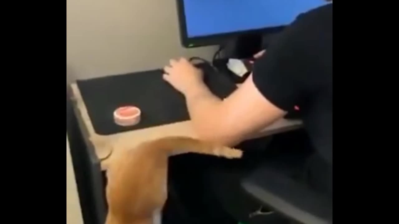 Funny dogs🐕🐶 and cats short 😻😄best food for dogs https://a.co/d/g22IqEV