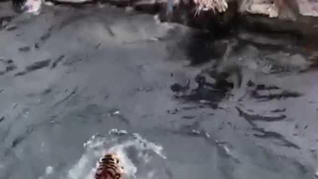 Asian tiger