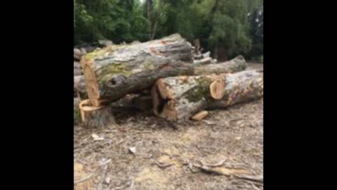 maple logs 5 foot across back in 2018 and i still have them to this day