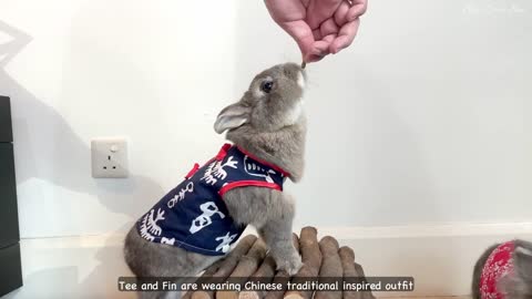 Bunnies fight to get the best spot