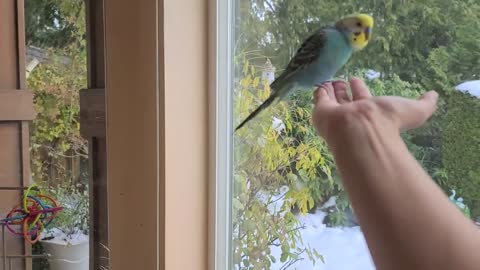 Parakeets 41