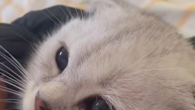 A clingy, cute kitten