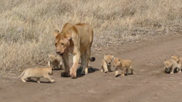 Caught Lion in camera