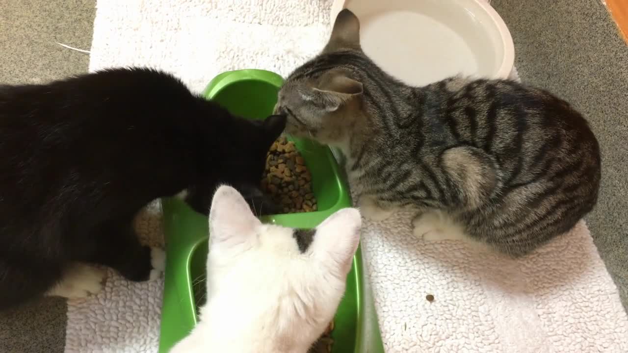 Kittens eating dry food