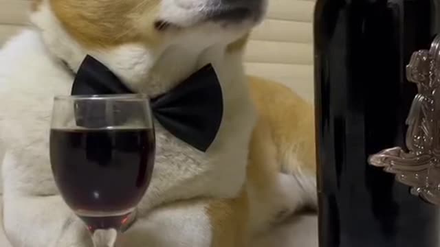 Corgi is also drunk, is he also troubled?