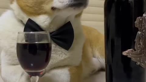 Corgi is also drunk, is he also troubled?
