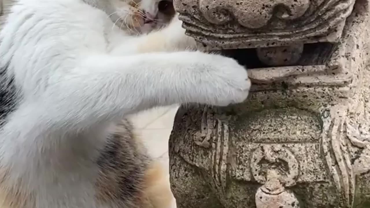 Cat and Chinese Guardian Lion Statue