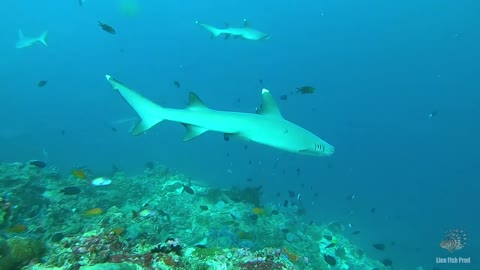 Diving with sharks in Bathala