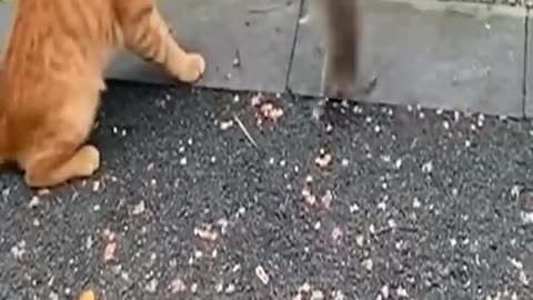 Funny animal videos