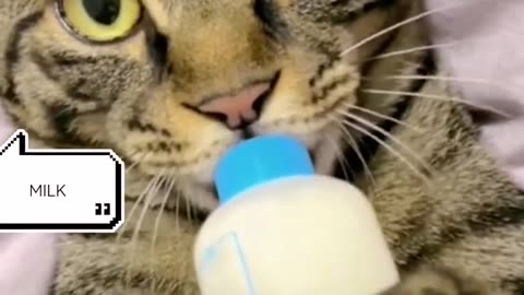 Cute cat drinking milk