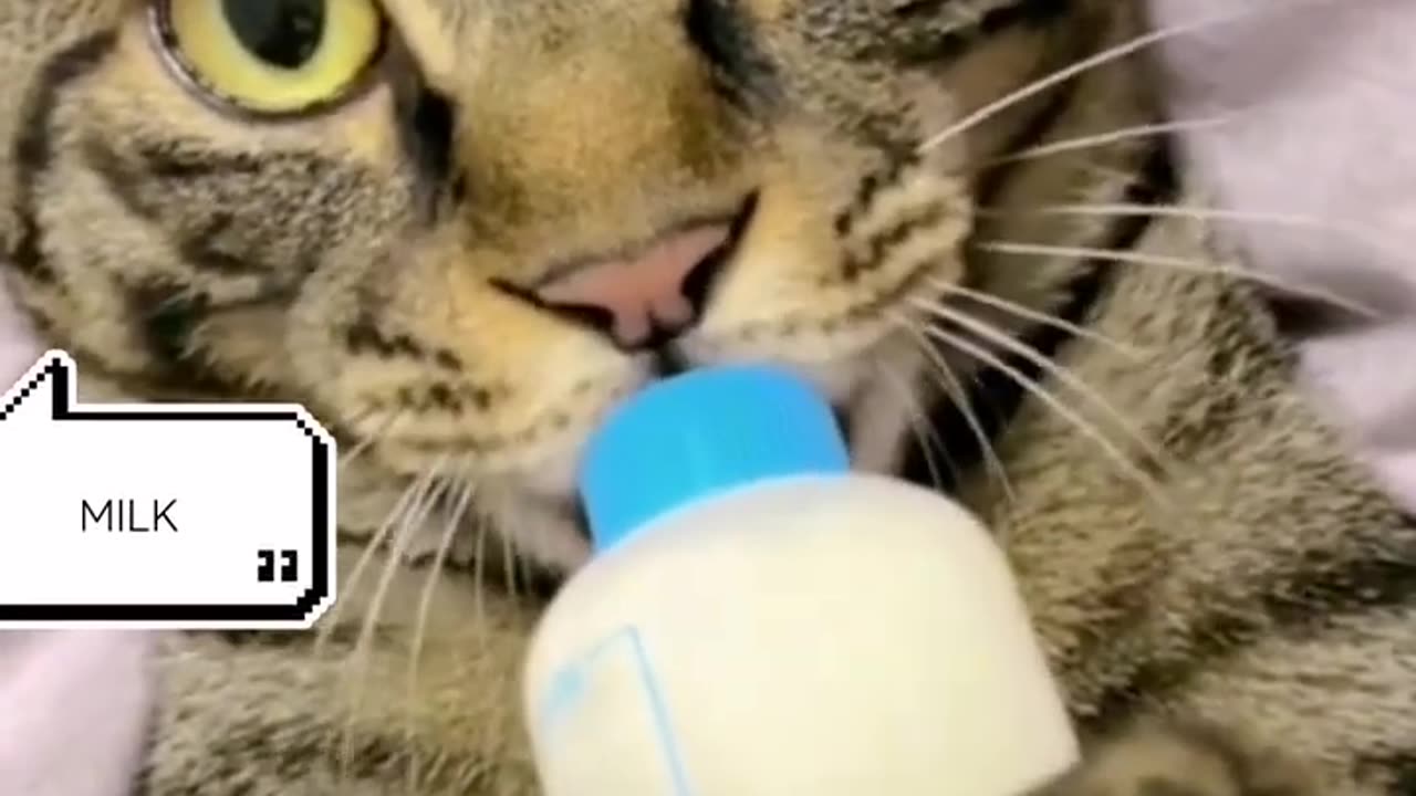 Cute cat drinking milk