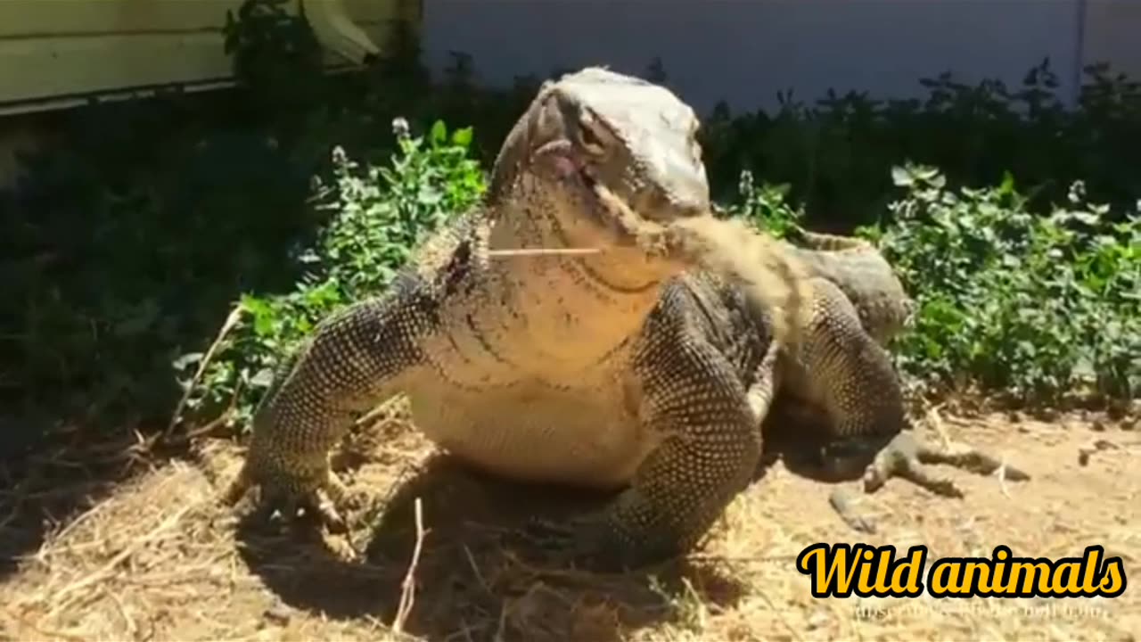 Wild liza lizards 🦎