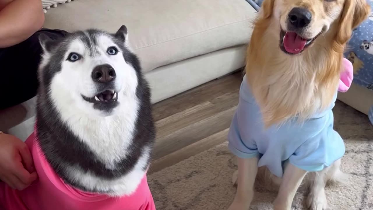 Husky Vs Golden Retriever #dog #doglover #viral #reels #pug