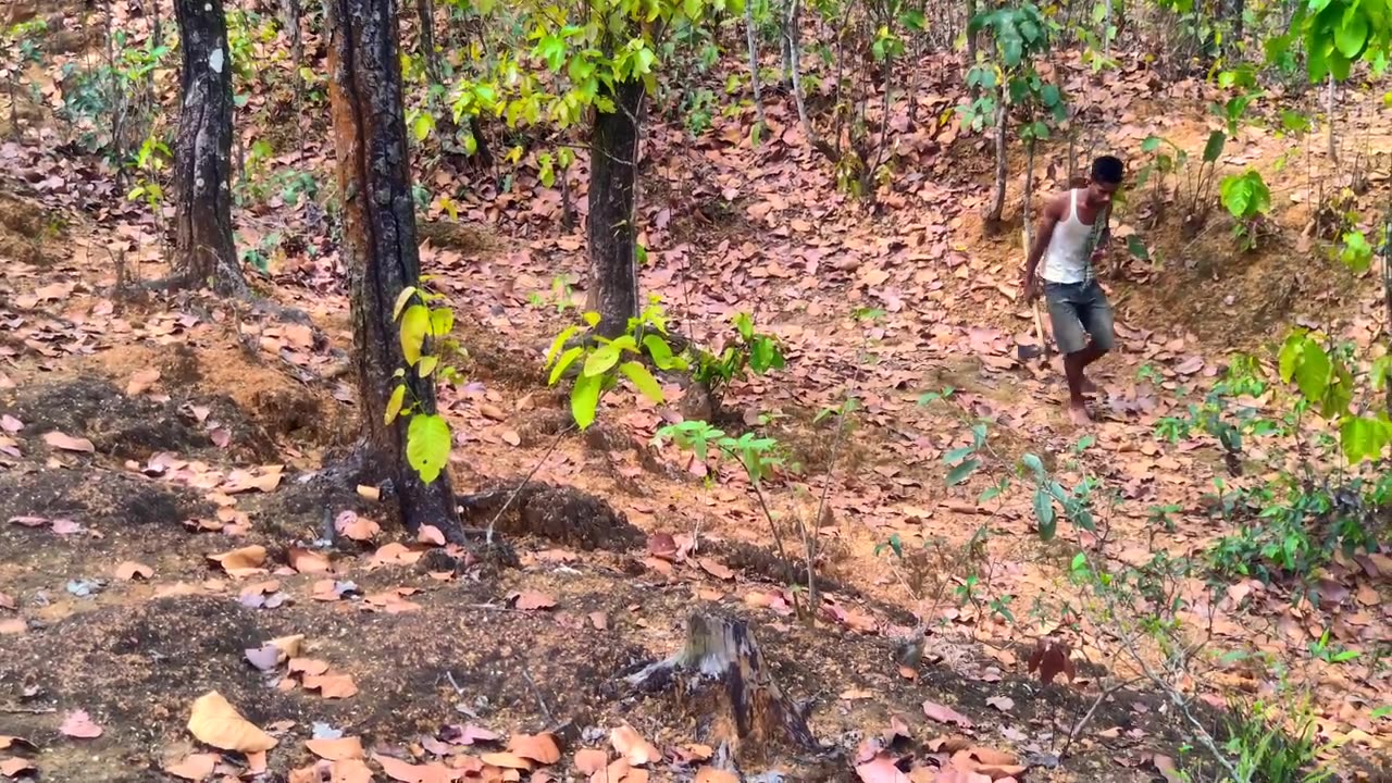 Tiger Attack Man in Forest