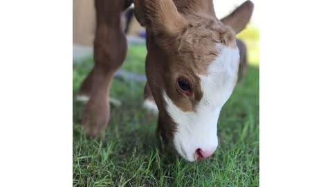 Family Brings Baby Cow Into Their Home During Hurricane | The Dodo: Comeback Kids S02E01