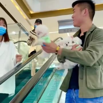 If I give you a cute dog 😜🐕🐕