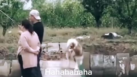 Dog funny video