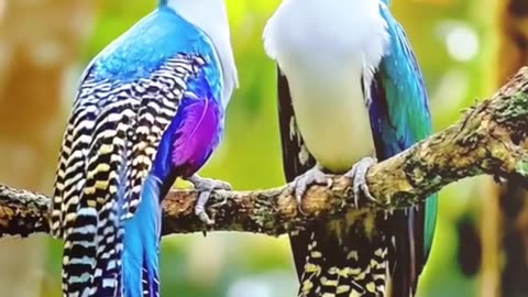 BEAUTIFUL BIRDS