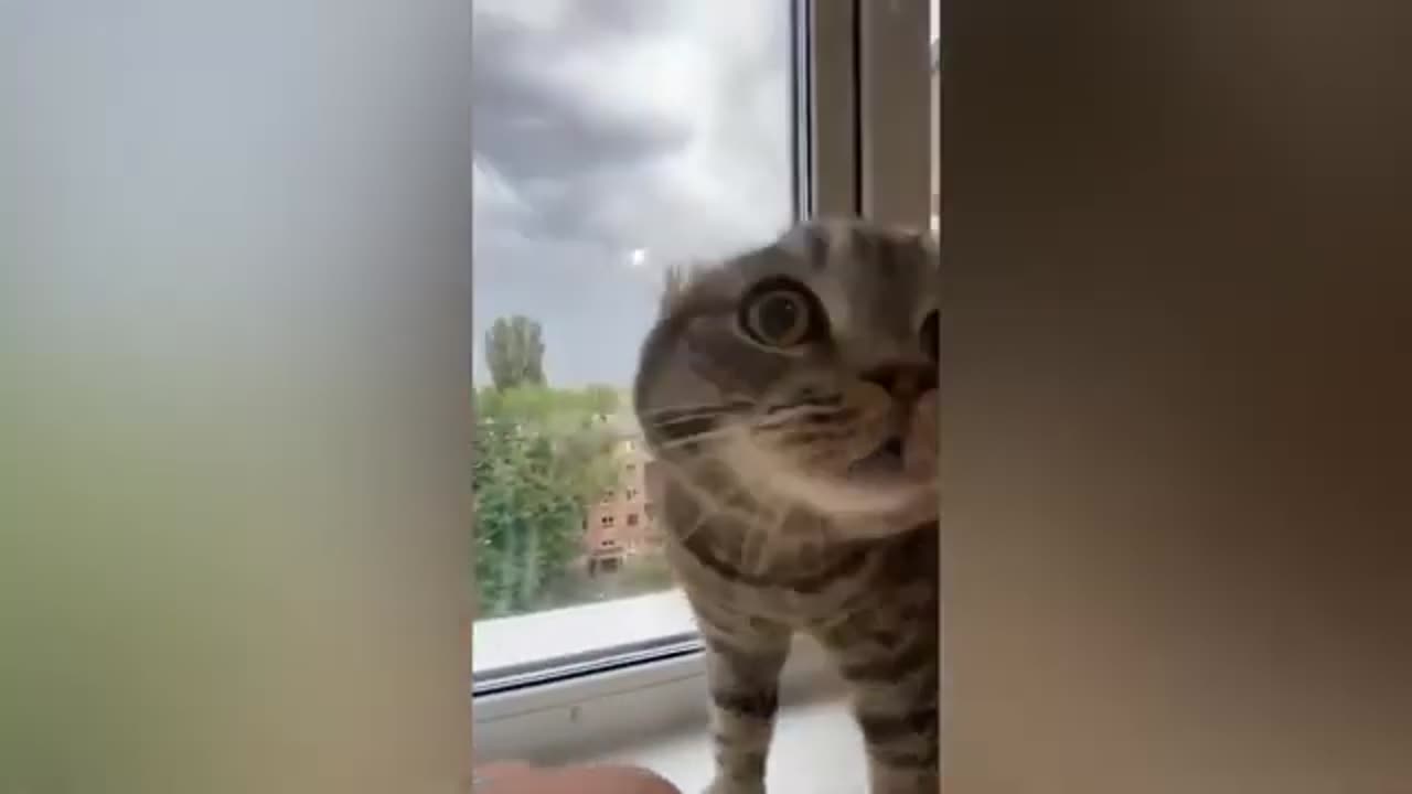 funny cat moments