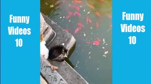 funny animal comp6