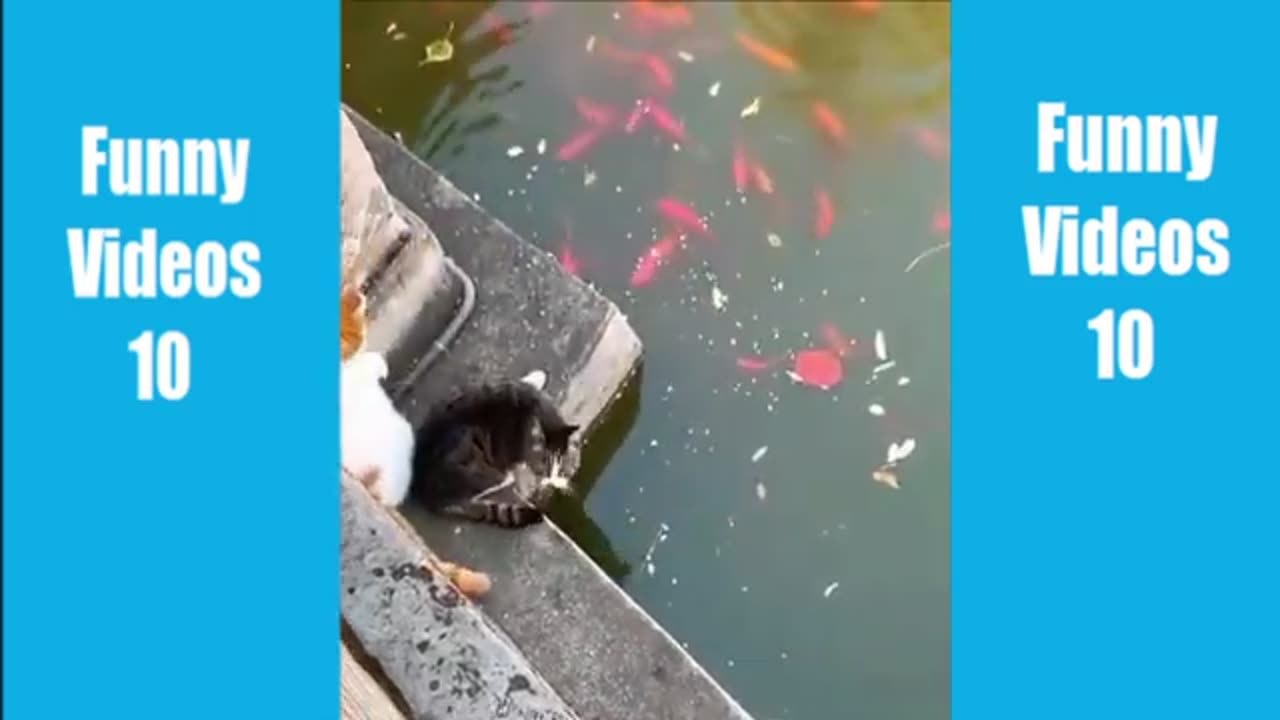 funny animal comp6