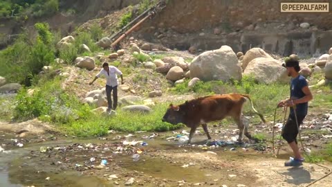 COW RESCUE IN INDIA // STRAY COWS