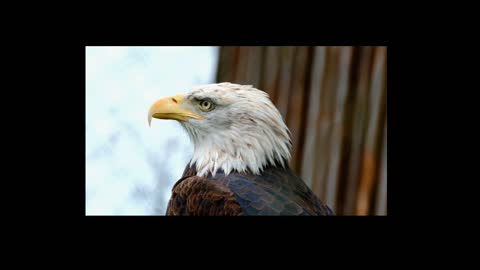 Wild animal Eagle and Tiger