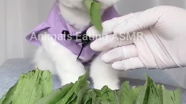 Animals doing ASMR Ep:11