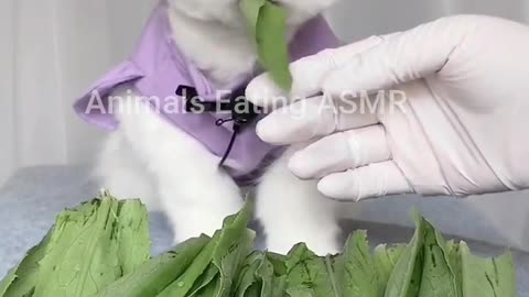 Animals doing ASMR Ep:11